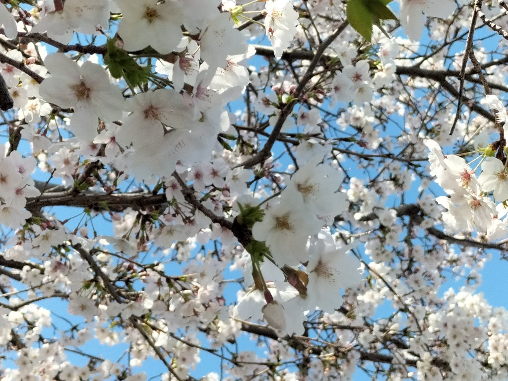桜の季節になりました